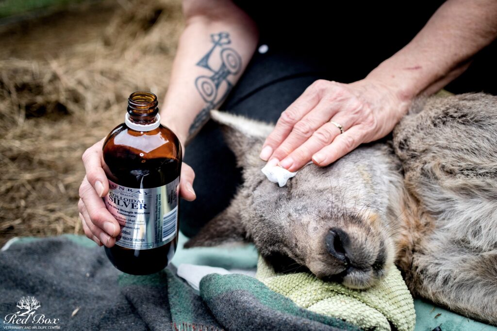 Care kangaroo Bruce